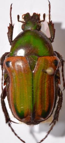Coptomia quadrimaculata